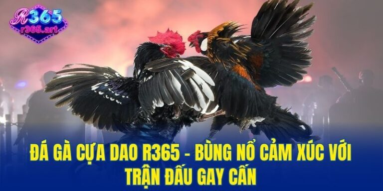 Đá gà cựa dao