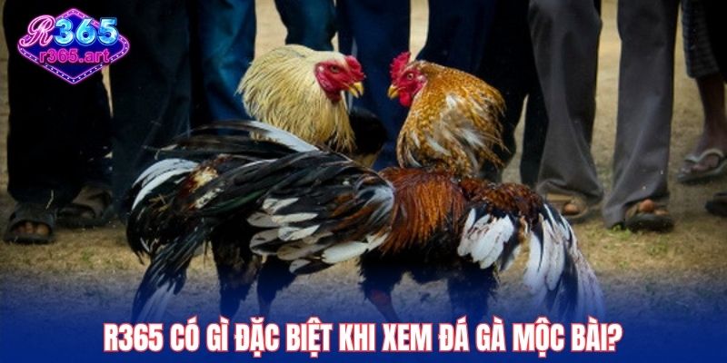 R365 có gì đặc biệt khi xem đá gà Mộc Bài?