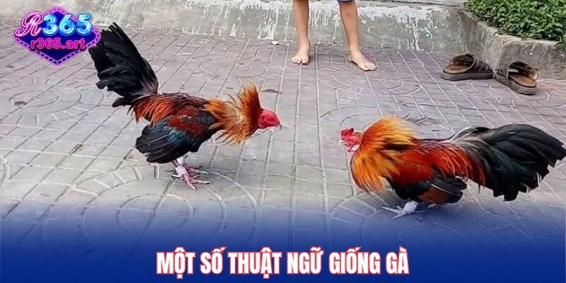 Một số thuật ngữ giống gà