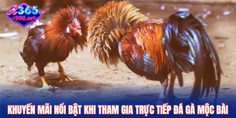 Khuyến mãi nổi bật khi tham gia trực tiếp đá gà Mộc Bài