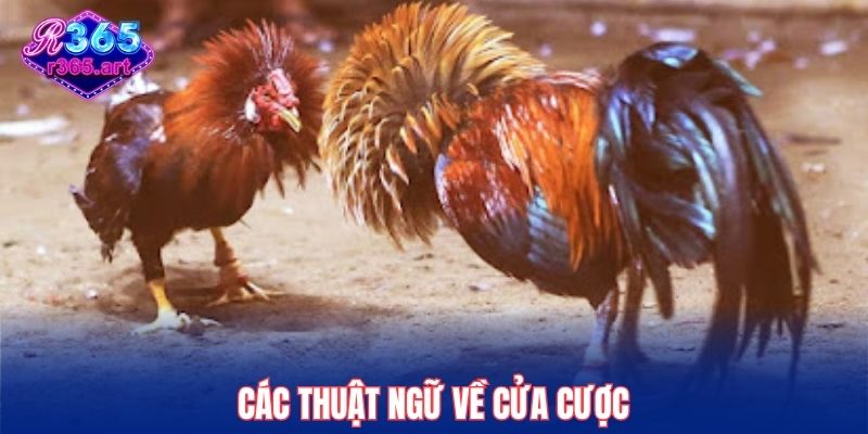 Các thuật ngữ về cửa cược