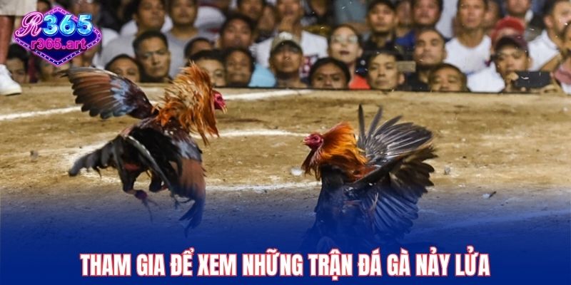 Trang chủ 37 Tham gia để xem những trận đá gà nảy lửa